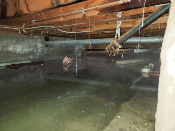 Best Professional water damage repair  in Lockport Heights, IL